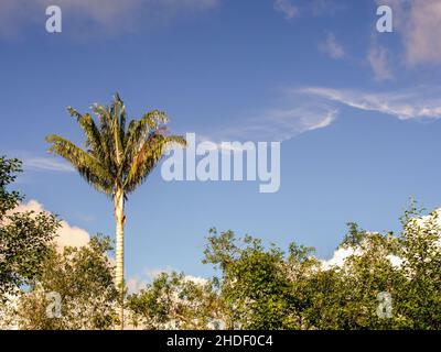 A wax palm tree elevates over a forest near the colonial town of Villa de Leyva, in the eastern Andes range of central Colombia, early in the morning. Stock Photo
