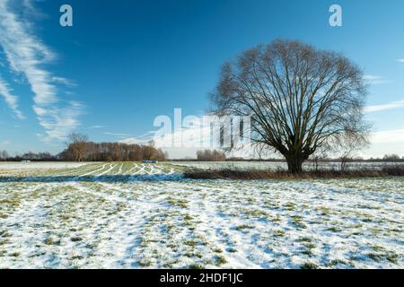 Snow on the meadow and a large tree Stock Photo