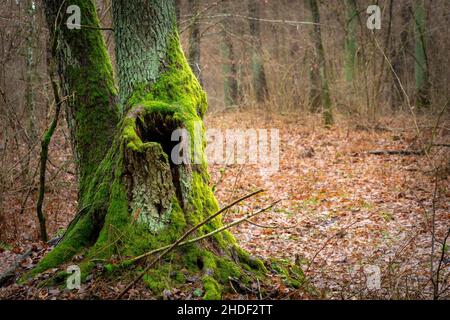 A hole in the tree trunk and green moss Stock Photo