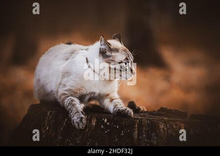 A cute tabby beautiful cat stands on an old dark oak stump on an autumn evening in the forest. A walk of a pet in nature. October. Stock Photo