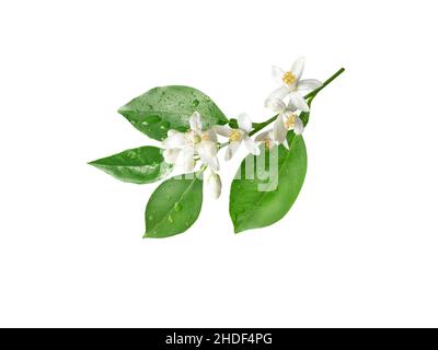 Orange tree branch with flowers and rain drops isolated on white. Neroli blossom. Citrus bloom. Stock Photo