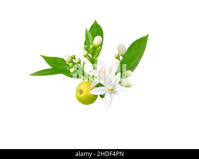 Branch of orange tree with white fragrant flowers, buds, leaves and fruit isolated on white. Neroli blossom. Stock Photo