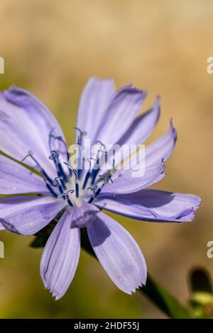 Cichorium intybus flower in meadow Stock Photo
