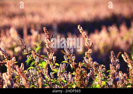 beautiful scenery of Mesona(Chinese Mesona) flowers,many purple with white flowers blooming in the field at a sunny day Stock Photo