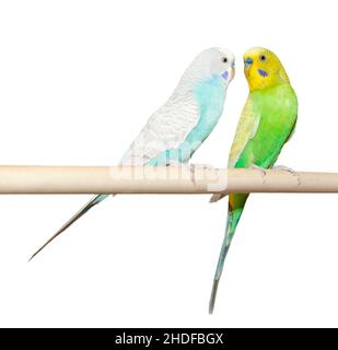 budgerigar, budgie, budgerigars, budgies Stock Photo