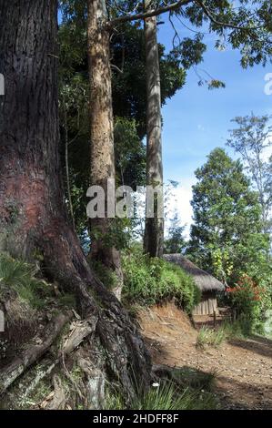 Papua New Guinea; Eastern Highlands; Goroka; Namta; Tall trees and thatched hut on a dirt road in the bush. Reetdachhaus auf einem Feldweg im Busch. Stock Photo