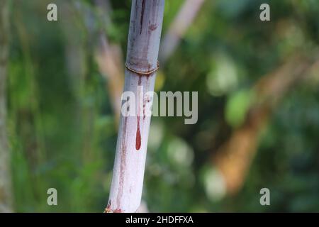 Castor oil plant close up of stem part with natural sunlight Stock Photo