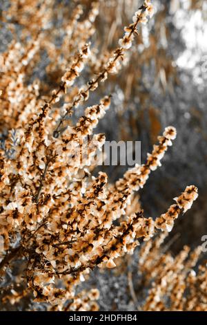 Beautiful and colorful Salsola Oppositifolia plant in the countryside in Alicante, Spain Stock Photo