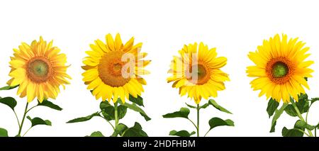 sunflower, sunflower blossom, sunflowers, sunflower blossoms Stock Photo