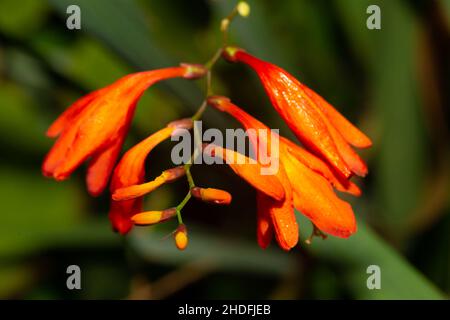 tropical, flower, tropicals, flowers Stock Photo