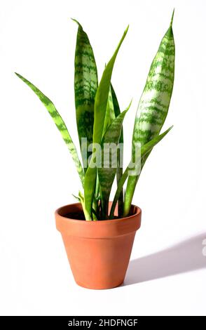 mother-in-laws-tongue house plant on white background Stock Photo