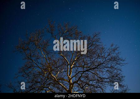 Low angle shot of a tree at night Stock Photo