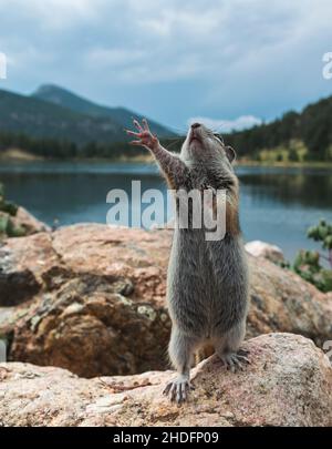 Closeup shot of rats hands up Stock Photo