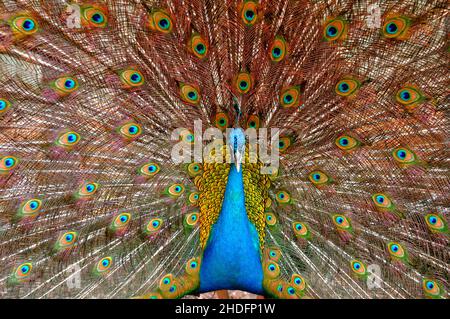 male Peacock with spread feathers Stock Photo