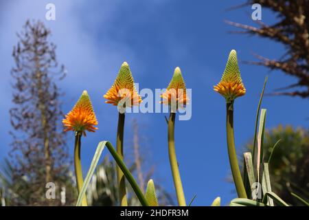 Poker plants on a sunny day at Trebah Gardens in Cornwall Stock Photo
