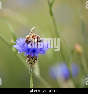 honey bee, cornflower, pollination, honey bees, cornflowers, pollinations Stock Photo