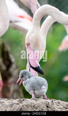 The Greater Flamingos And Chicks Are One Of Six Species Of Flamingos the-greater-flamingos-and-chicks-are-one-of-six-species-of-flamingos