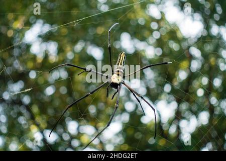 A close up shot of Nephila pilipes ,northern golden orb weaver or giant golden orb weaver is a species of golden orb-web spider. The N. pilipes golden Stock Photo