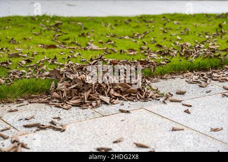 A pile of fallen leaves on the edge of a grass walk in a park Stock Photo