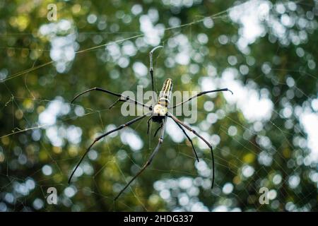 A close up shot of Nephila pilipes ,northern golden orb weaver or giant golden orb weaver is a species of golden orb-web spider. The N. pilipes golden Stock Photo