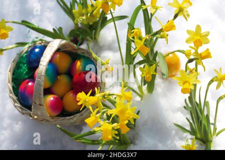 easter daffodil, easter eggs, easter basket, daffodils, easter egg, easter baskets Stock Photo