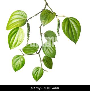 black pepper plant branch with peppercorns, piper nigrum isolated on white background, closeup view Stock Photo