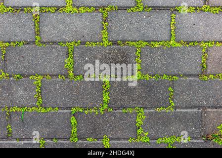 Texture of old paving stones overgrown with bright green grass Stock Photo