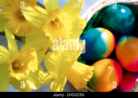 easter daffodil, easter time, daffodils, easters Stock Photo
