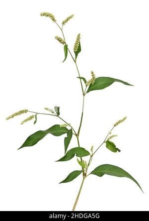 Persicaria maculosa (Polygonum persicaria) flower isolated on white background Stock Photo