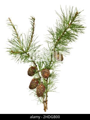 Larch branch with cones isolated on white background Stock Photo