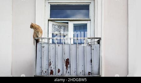 A ginger cat sits on the edge of the eaves of an old balcony and looks out into the street. Old house with old window and balcony Stock Photo