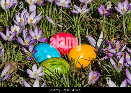 easter, easter egg, crocus, easters, easter eggs Stock Photo