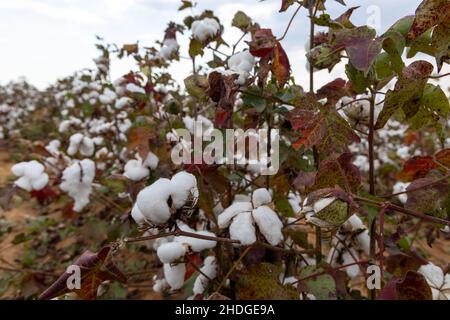 Cotton plants in a field in South Africa Stock Photo