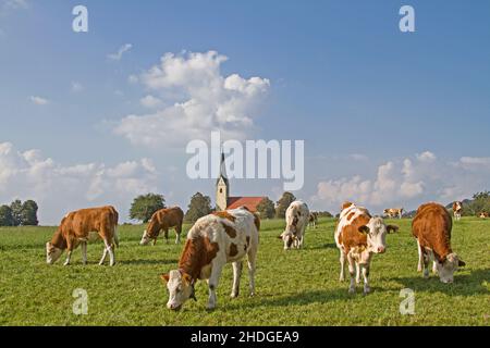 cow herd, cow paddock, nußdorf am inn, herds, cow paddocks Stock Photo