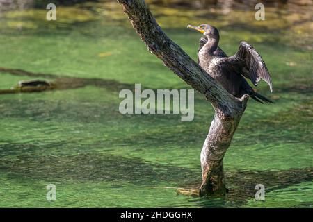 Double-crested cormorant (Phalacrocorax auritus) sunning on a tree branch protruding from the the Blue Spring Run at Blue Spring State Park in Florida. Stock Photo