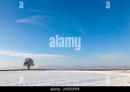 arable, winter, walnut tree, arables, winters, walnut trees Stock Photo