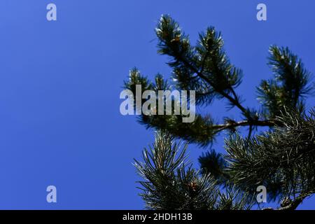Fir branches with a blue sky Stock Photo