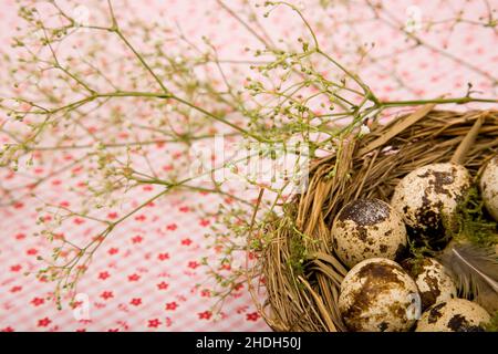 easter nest, easter decoration, quail eggs, easters, easter decorations, quail egg Stock Photo