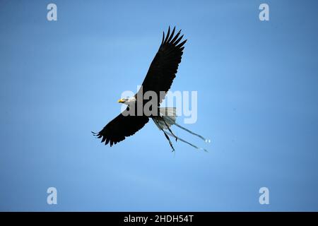 Rome, Italy. 6th Jan, 2022. Lazio's mascot eagle Olimpia flies over the stadium during the Serie A match between SS Lazio vs Empoli FC at Stadio Olimpico on January 6, 2022 in Rome, Italy. (Credit Image: © Giuseppe Fama/Pacific Press via ZUMA Press Wire) Stock Photo