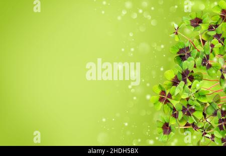 Fresh four leaved clover on blurred green background Stock Photo