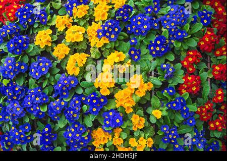 Colorful spring primroses. Primula flowers. Floral nature background Stock Photo