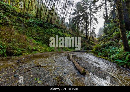 Fern Canyon in Prairie Creek Redwoods State Park, part of Redwood National and State Parks, California, USA Stock Photo