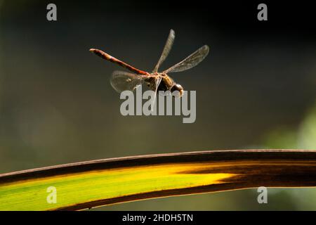 Common darter, Sympetrum striolatum, flying, in flight, coming to land on iris leaf, UK, Male, September Stock Photo