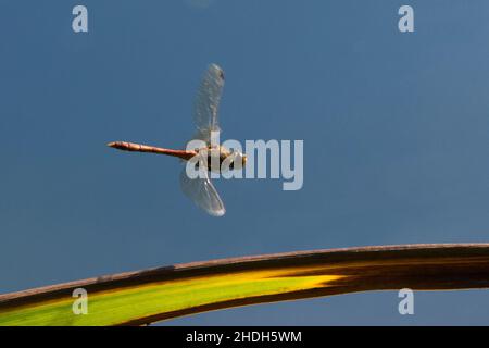 Common darter, Sympetrum striolatum, flying, in flight, coming to land on iris leaf, UK, Male, September Stock Photo