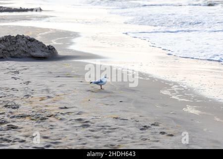 A Seagull on the beach of the Baltic Sea looking for food Stock Photo