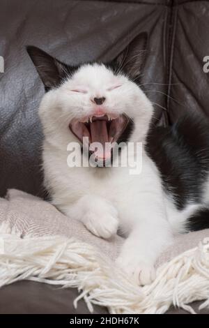 kitten yawning after waking up, mouth wide open showing tongue and teeth Stock Photo