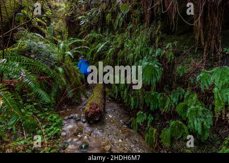 Karen Rentz climbing through steep canyon adjacent to Fern Canyon in Prairie Creek Redwoods State Park, part of Redwood National and State Parks, Cali Stock Photo