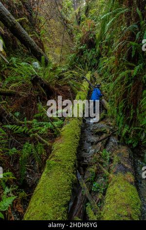 Karen Rentz climbing through steep canyon adjacent to Fern Canyon in Prairie Creek Redwoods State Park, part of Redwood National and State Parks, Cali Stock Photo