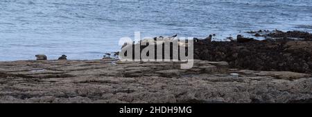 Grey Seals on Rocks at Brothers Point Skye Panoramic Stock Photo