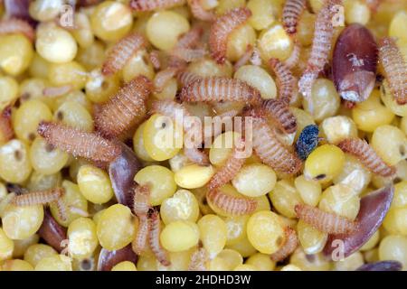 Khapra beetle (Trogoderma granarium) on groats. Dermestidae family pest of stored grain. Stock Photo